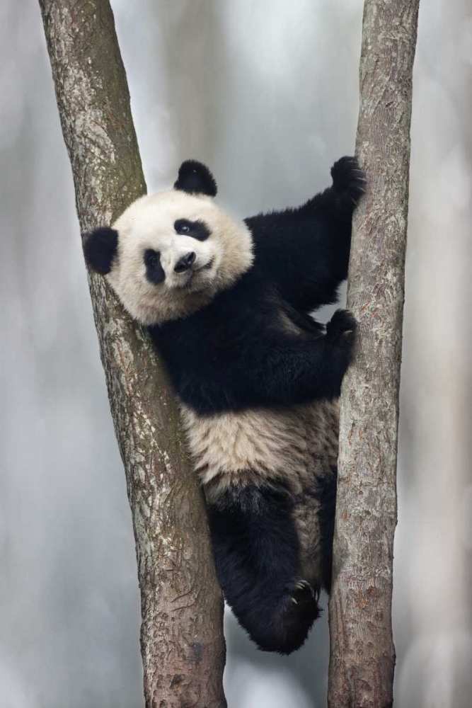 China, Chengdu Baby giant panda in tree